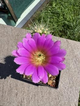 Echinocereus tayopensis